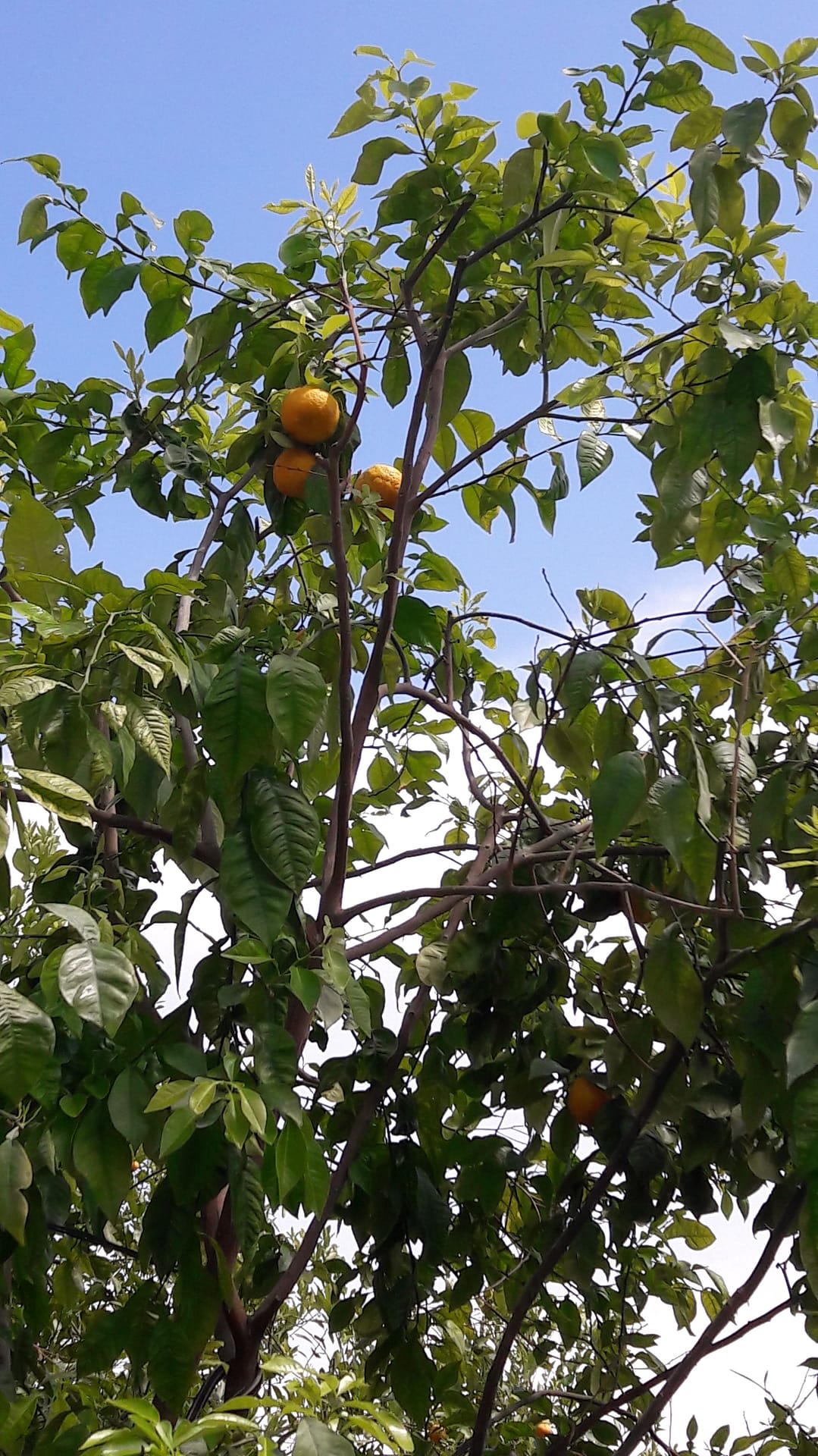 Insel Mainau - Blumenparadies am Bodensee