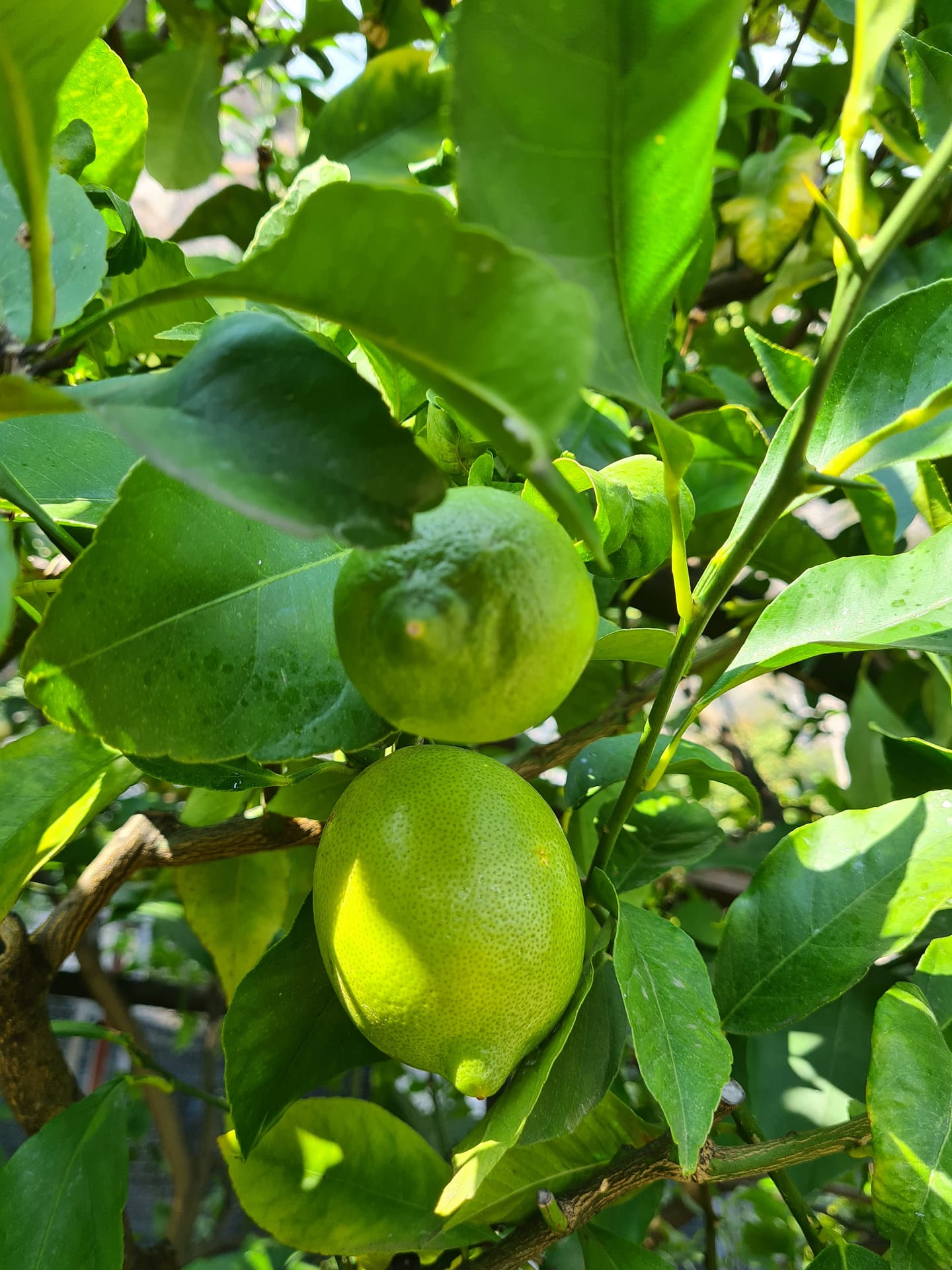 Limone und Tignale – Gardasee Roadtrip: Teil 2