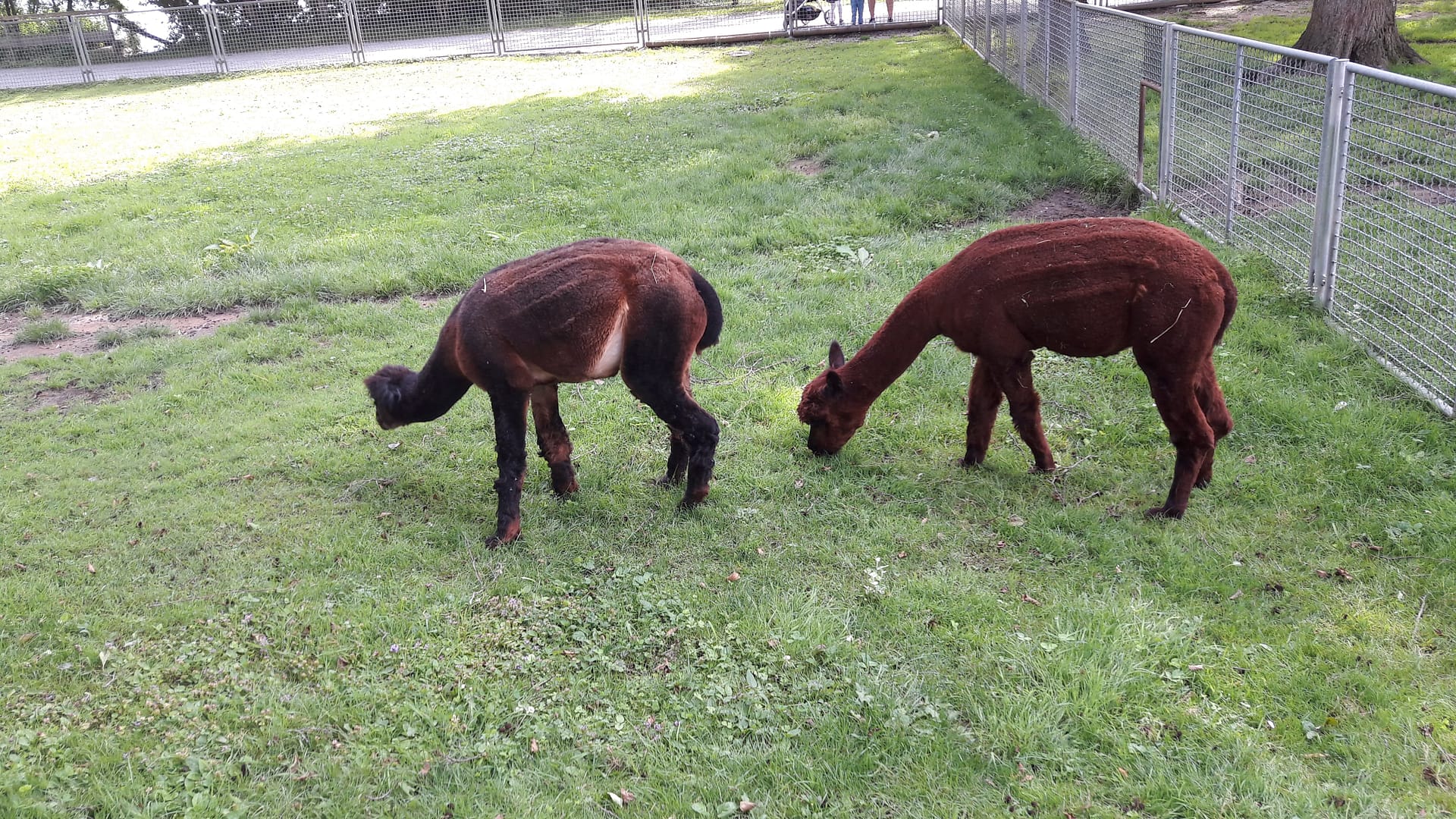 Insel Mainau - Blumenparadies am Bodensee