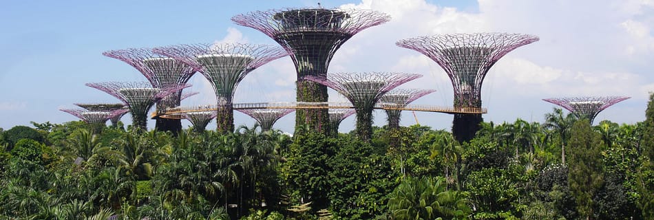 Trees Singapur