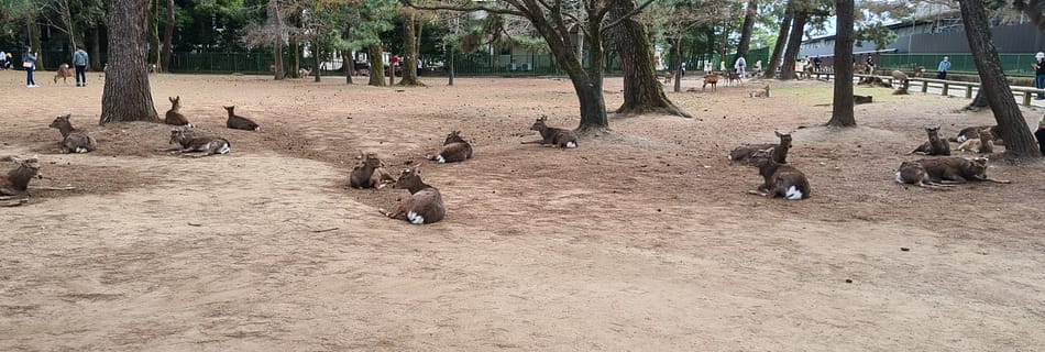 Nara Park - Mittagspause